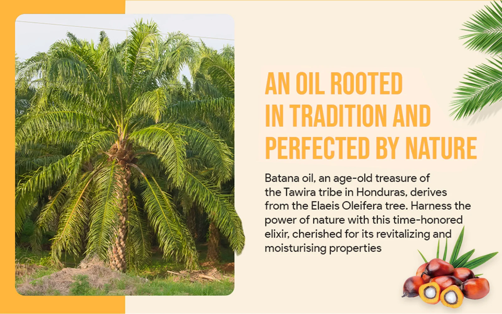 YURHERSU 100% Organic Batana Hair Oil for Growth, Moisture & Repair 2 batana hair oil spu760557239656 desc 2